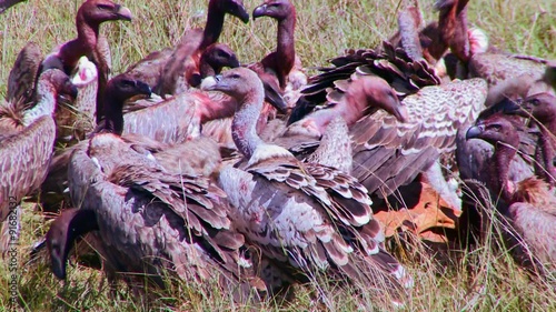 Vultures feed on dead carrion on the African savannah.