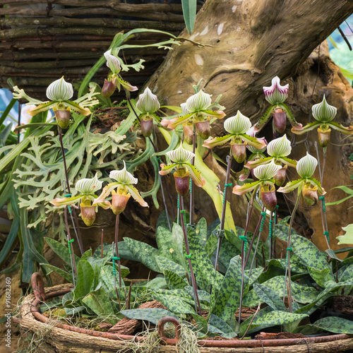 Fototapeta Naklejka Na Ścianę i Meble -  Paphiopedilum Orchid