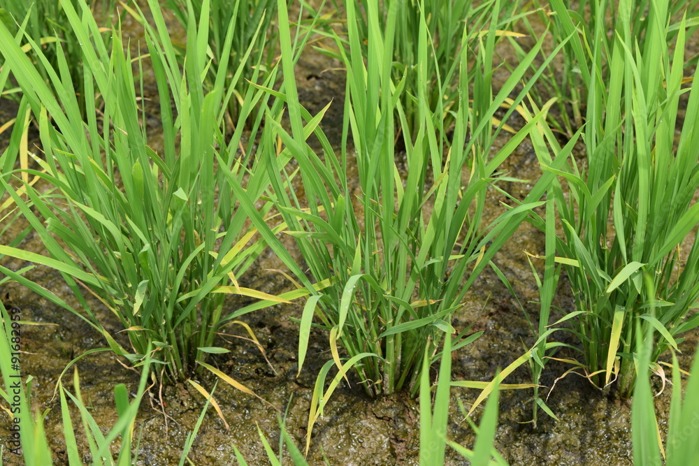 田植え50日後の田園風景／山形県の庄内地方で、田植え50日後の田園風景を撮影した写真です。
