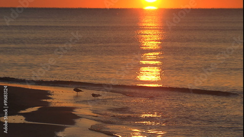 gulls in gentle surf at Perdido Key, Fl at sunrise