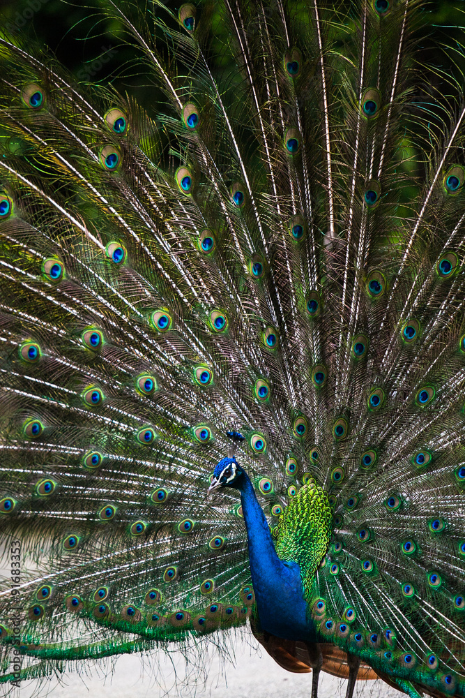 Obraz premium Peacock 孔雀 クジャク