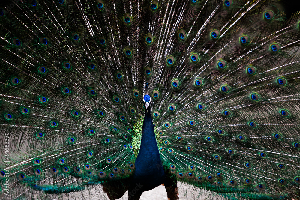 Naklejka premium Peacock 孔雀 クジャク