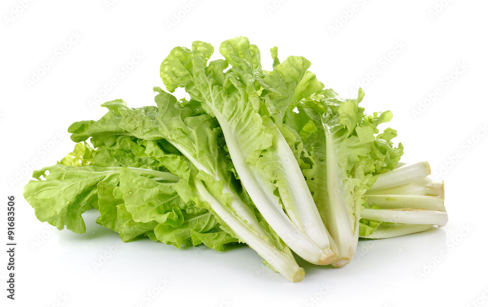 lettuce leaves isolated on white background lettuce leaves isolated on white background