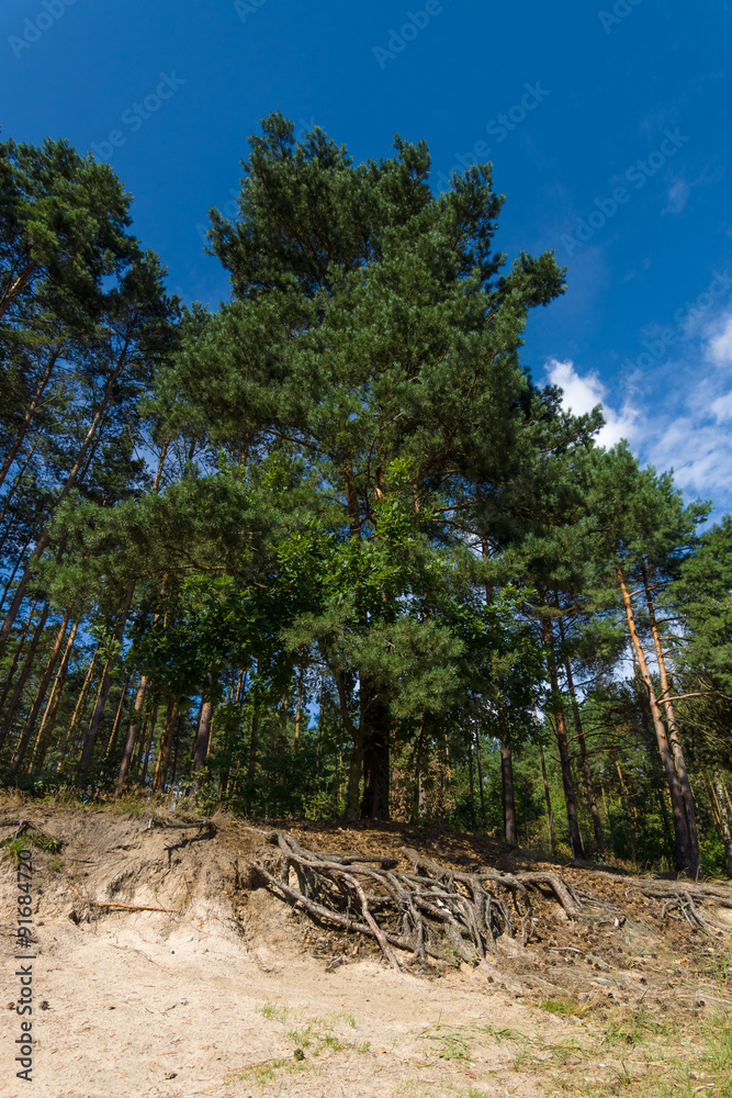 Pine on a hillside. Roots protrude from the ground. Pine on a hillside. Roots protrude from the ground.