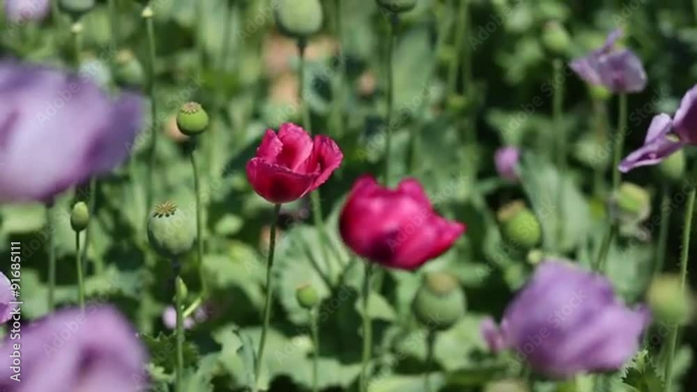 A red poppy flower grows in a field. A red poppy flower grows in a field.