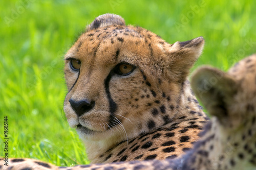 Εκτύπωση καμβά Cheetah Looking Around Closeup Portrait