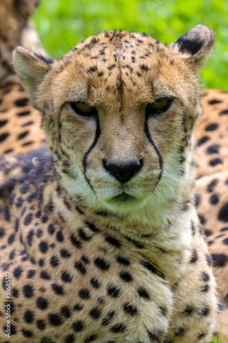 Cheetah Looking Forward Portrait