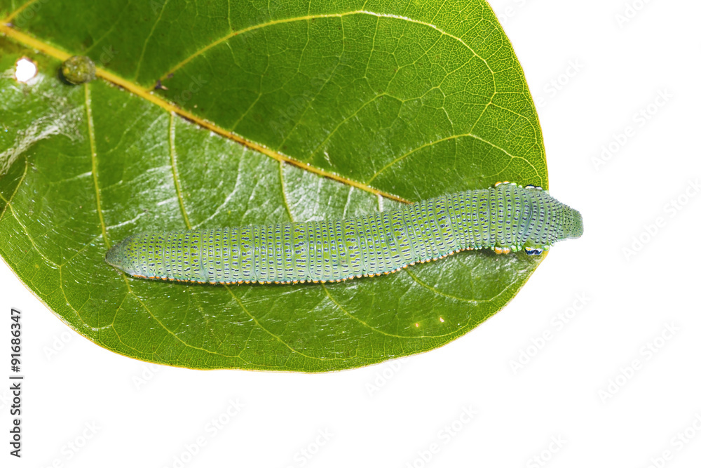 Mature Great Orange Tip caterpillar Mature Great Orange Tip caterpillar