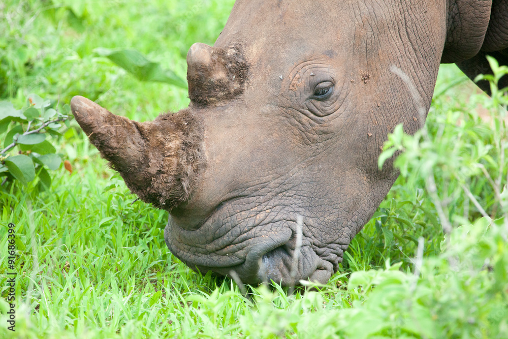 Fototapeta premium White Rhino head, Mosi-oa Tunya Nation Park, Zambia, Africa