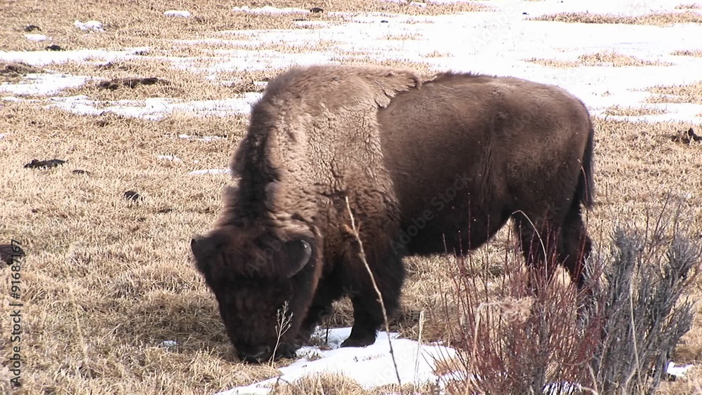 A grazing bison with its shaggy molting coat pokes through dead grass for spring's tender new shoots. A grazing bison with its shaggy molting coat pokes through dead grass for spring's tender new shoots.