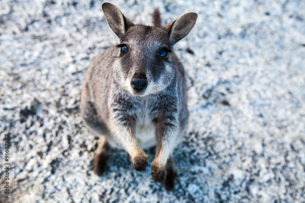 Fototapeta premium Rock wallaby イワワラビー ロックワラビー
