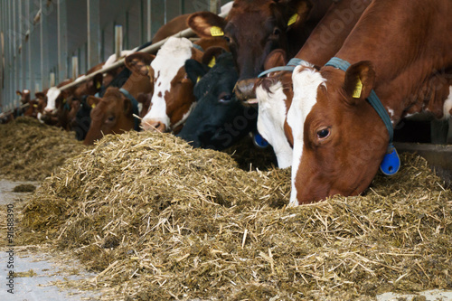 Feeding cow close-up