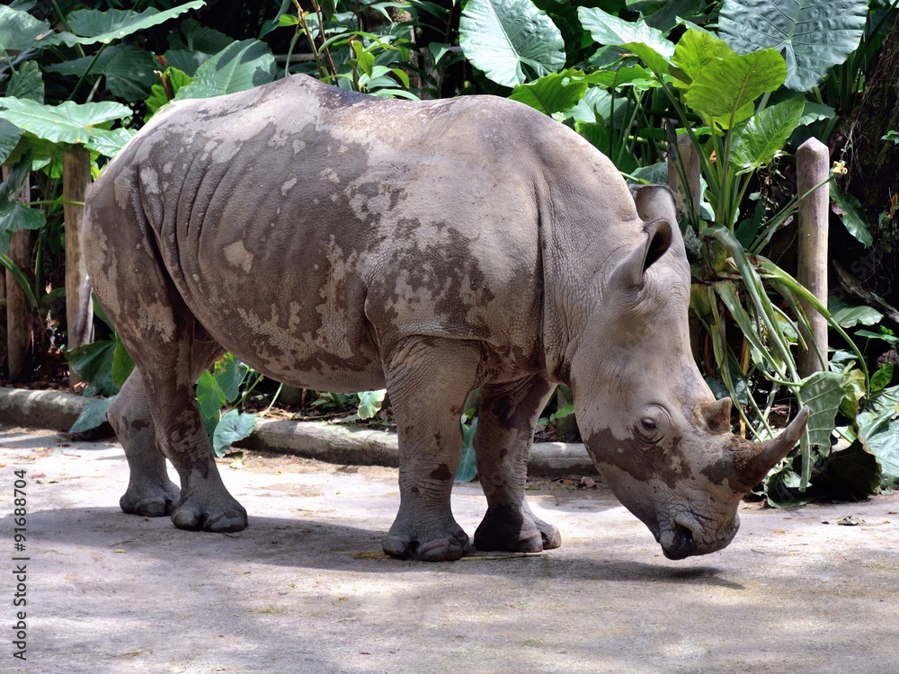 Naklejka premium サイ