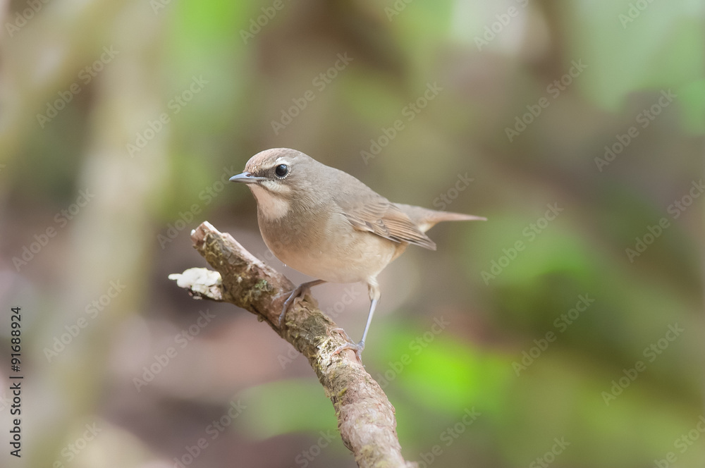 Bird Name Siberian Rubythroat Calliope calliope) Bird Name Siberian Rubythroat Calliope calliope)