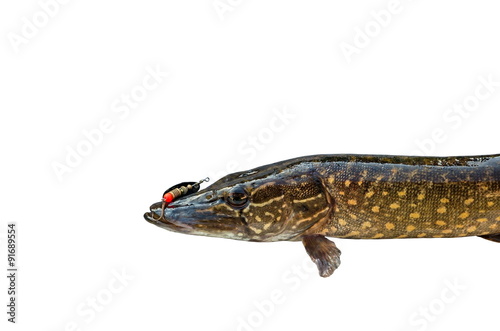 pike and a fishing hook on a white background
