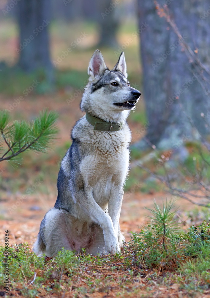 The West Siberian laika The West Siberian laika