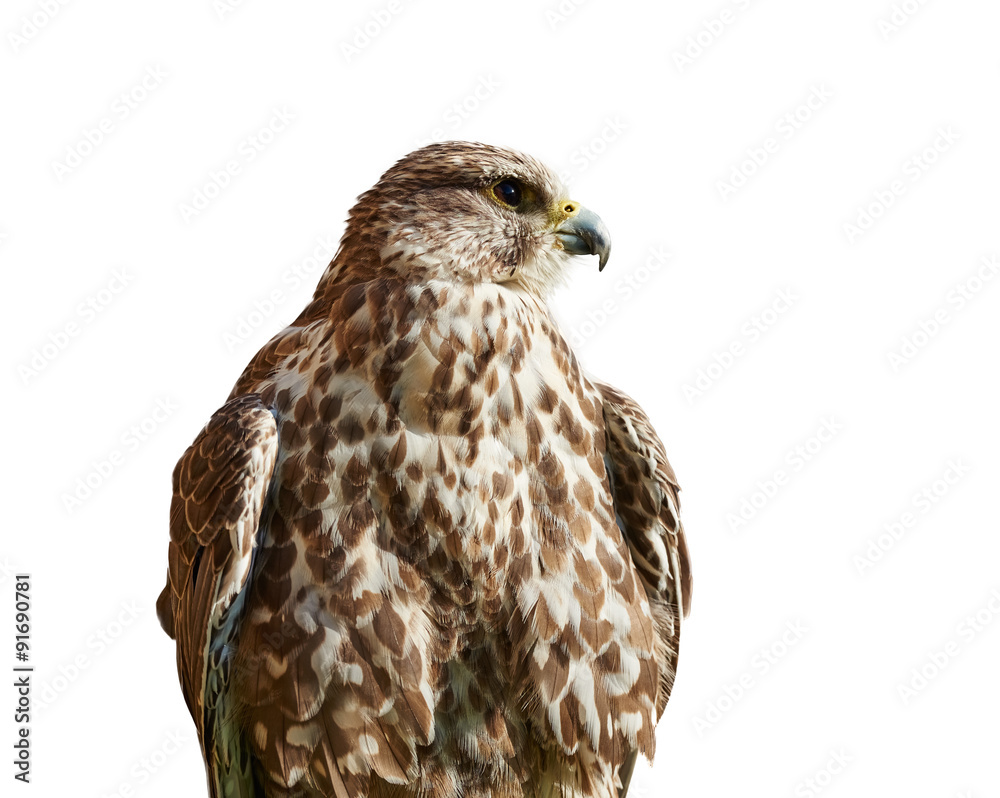Naklejka premium Bird of Prey - Malagasy Kestrel isolated on White looking right