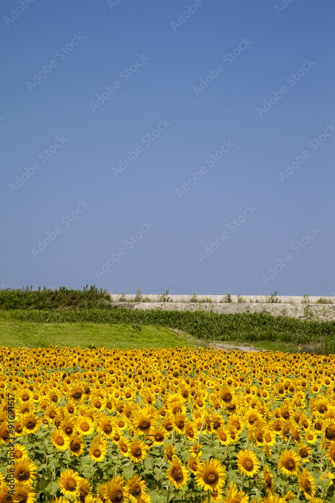 Fototapeta premium ひまわり