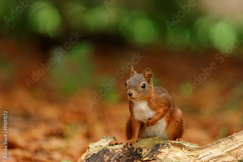 Petit écureuil curieux