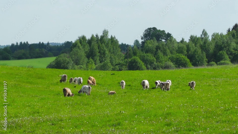 herd of cows grazing in the meadow herd of cows grazing in the meadow