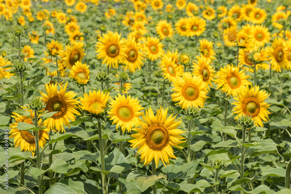 field of sunflowers in bloom 