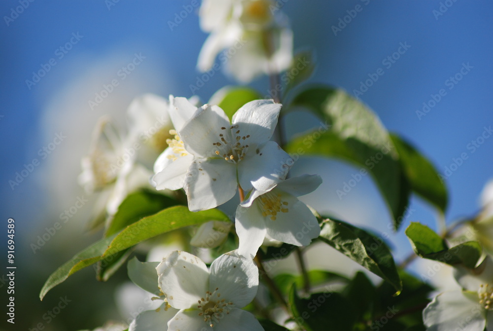 Obraz premium Fleurs de prunus
