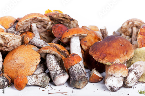 Collection of delicious edible mushrooms