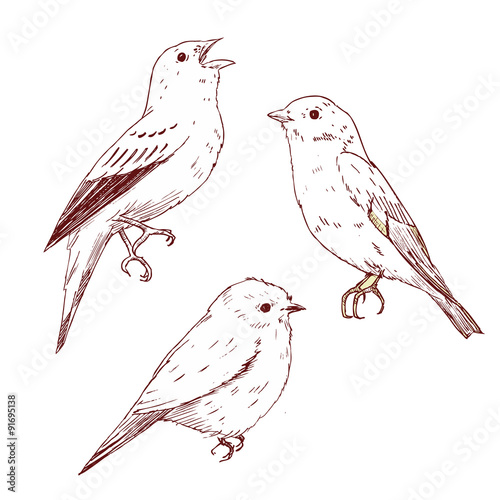 Nice vector hand drawn birds