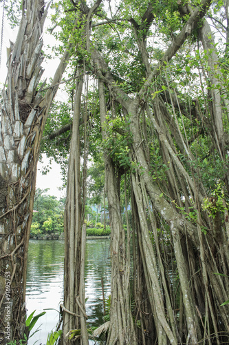 lianas