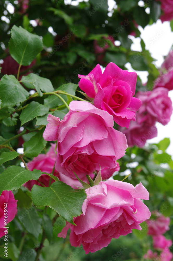 Rose flowers
Rose flowers