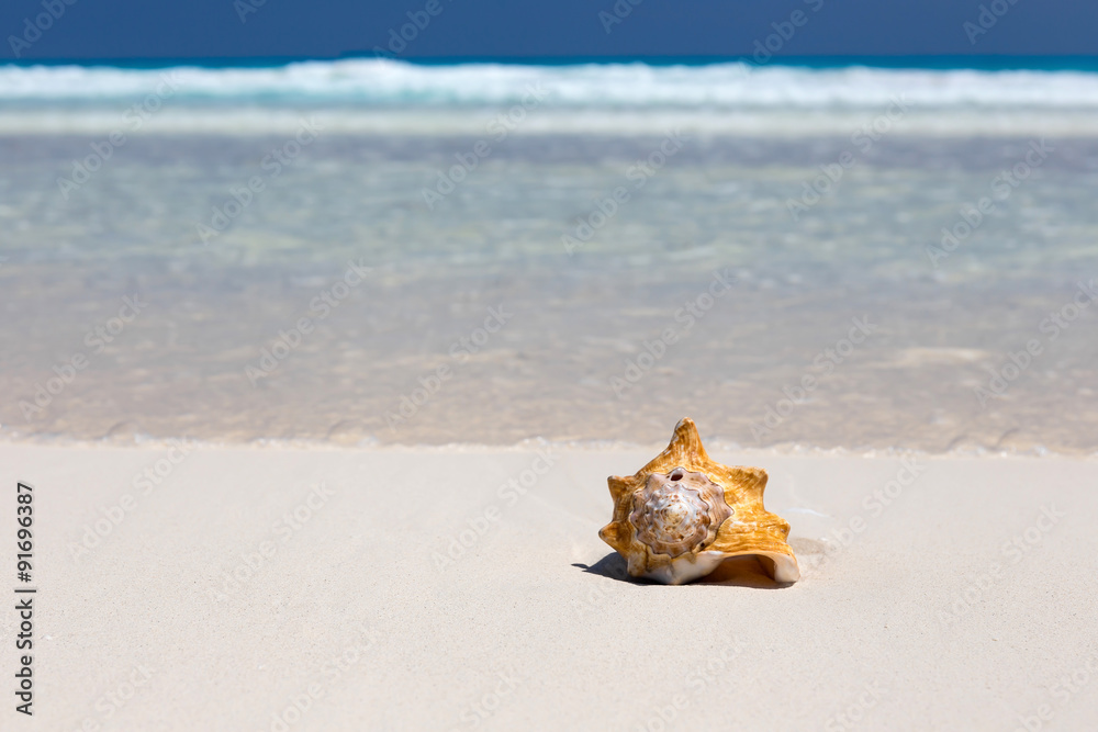 Seashell on caribbean beach, travel concept Seashell on caribbean beach, travel concept