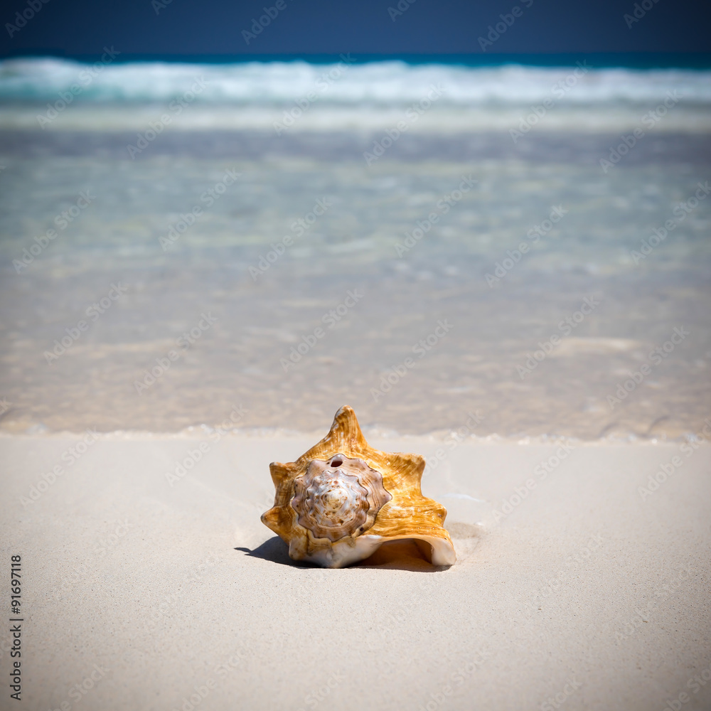 Seashell on caribbean beach, travel concept Seashell on caribbean beach, travel concept
