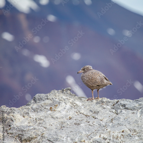 Arctic Skua