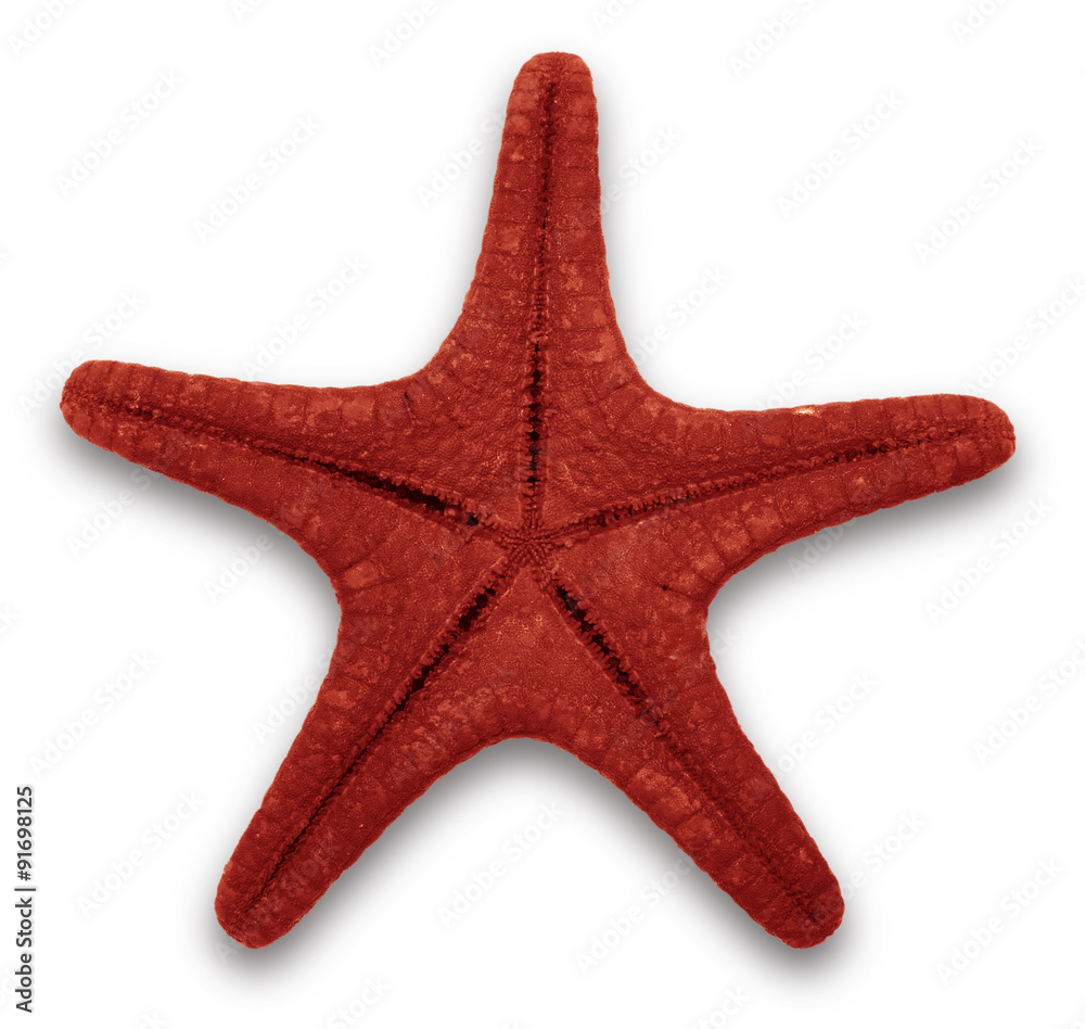 Naklejka premium Exotic shell, isolated on a white background