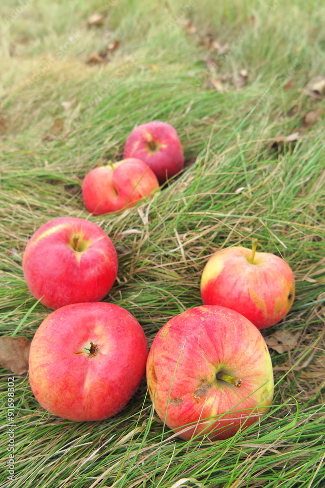 Scattering of the ripe cultivar apples on the lawn grass in the summer garden Scattering of the ripe cultivar apples on the lawn grass in the summer garden