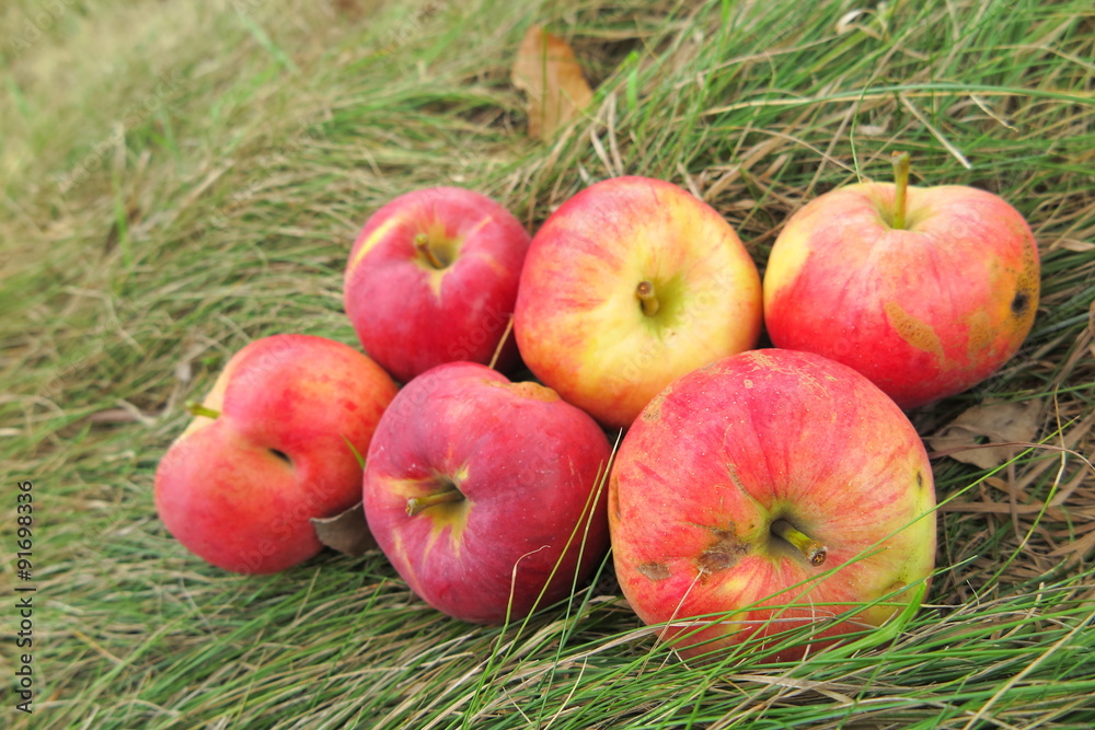 Scattering of the ripe cultivar apples on the lawn grass in the summer garden Scattering of the ripe cultivar apples on the lawn grass in the summer garden
