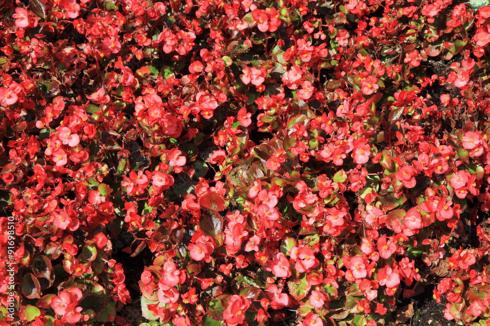 unknown red flowers background