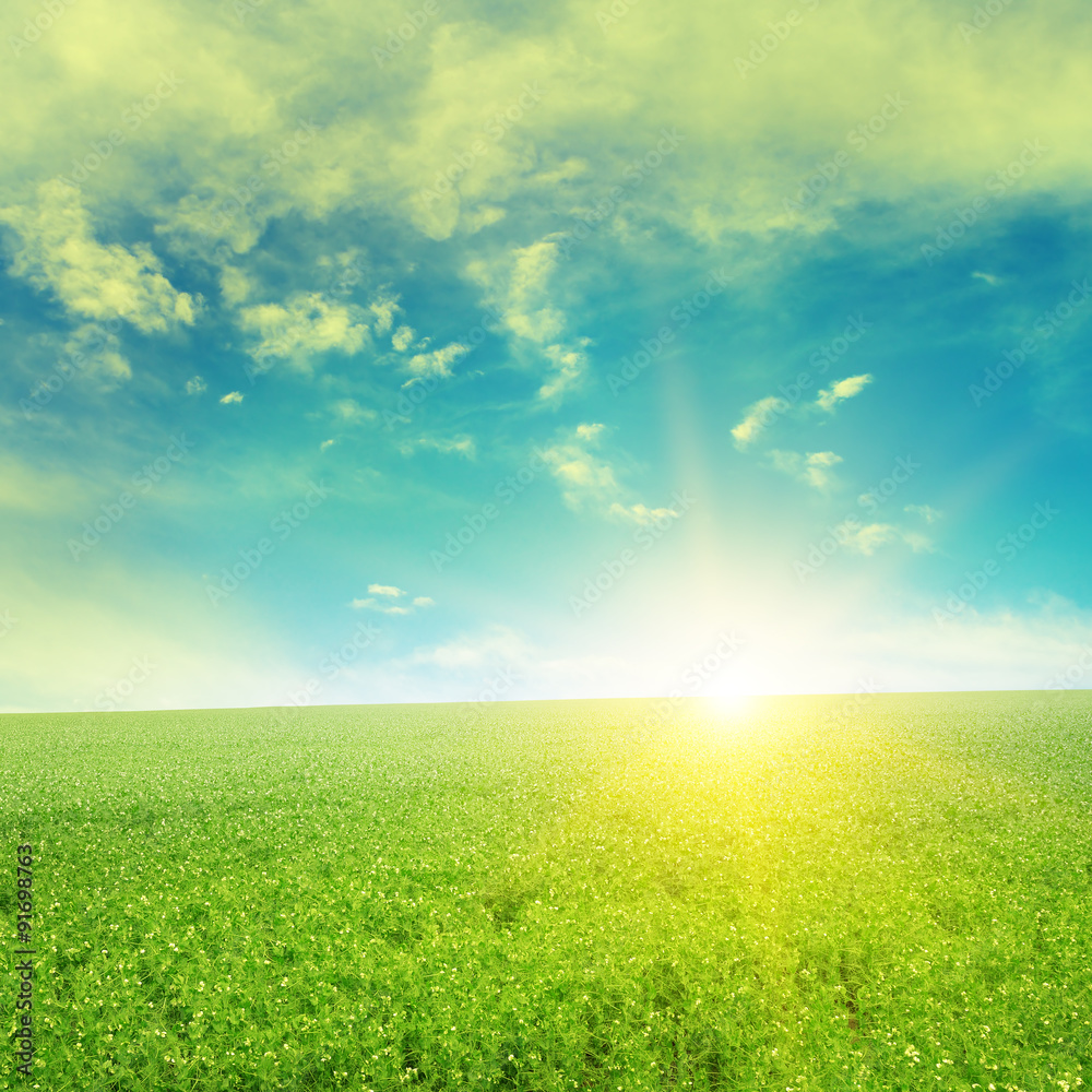 Beautiful sunrise over field pea Beautiful sunrise over field pea