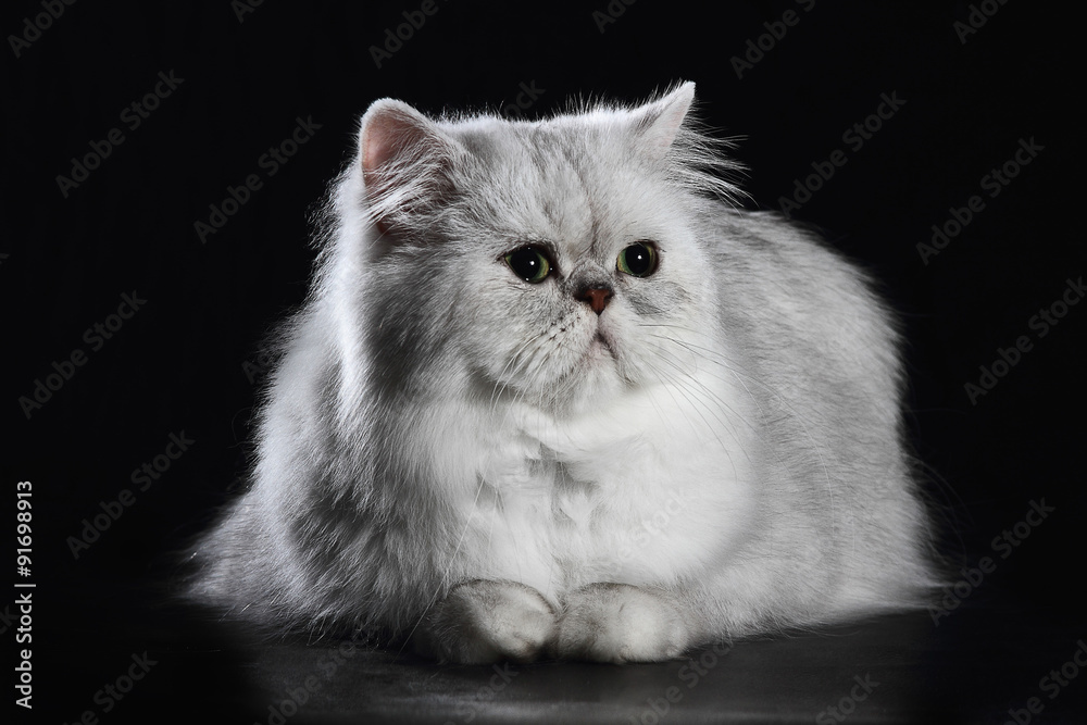 Photo Stock Persian Chinchilla Cat Silver Shaded With Green Eyes On Black Background Adobe Stock