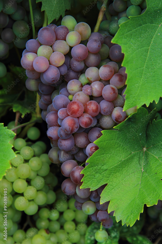 Fototapeta premium red and white grapes