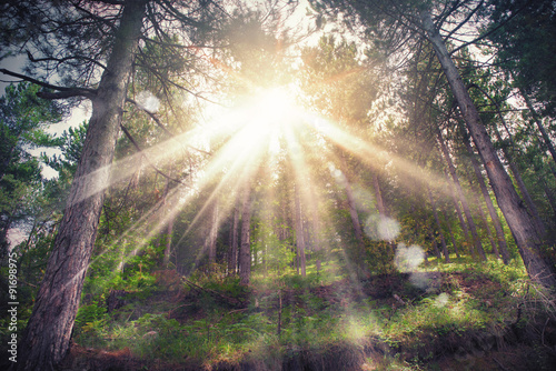 Φωτογραφία Woods sunlight