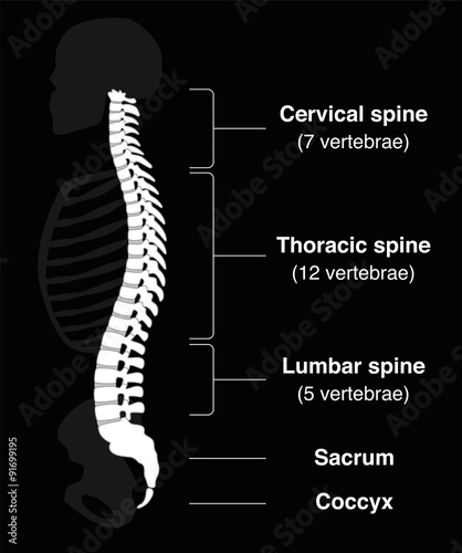 Human backbone with names of the spine sections and numbers of the vertebras. Isolated vector illustration on black background.