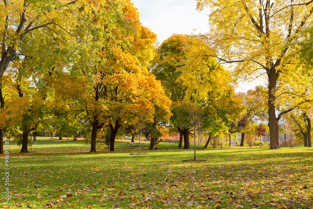 Colourful Maple Trees in Canada in the Fall