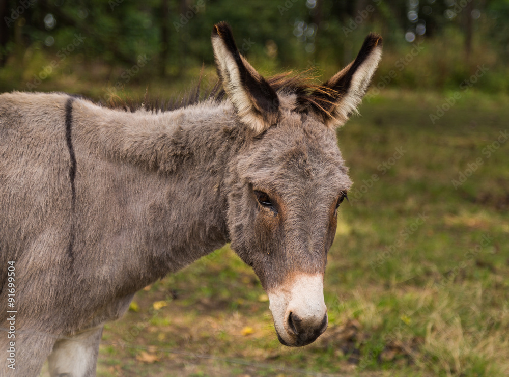 Obraz premium Grey Pony in a Field