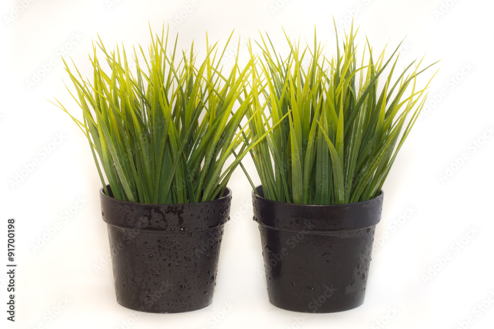 Wet herbs in black pots. Wet herbs in black pots.