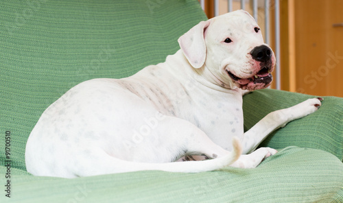 Dogo Argentino resting on sofa