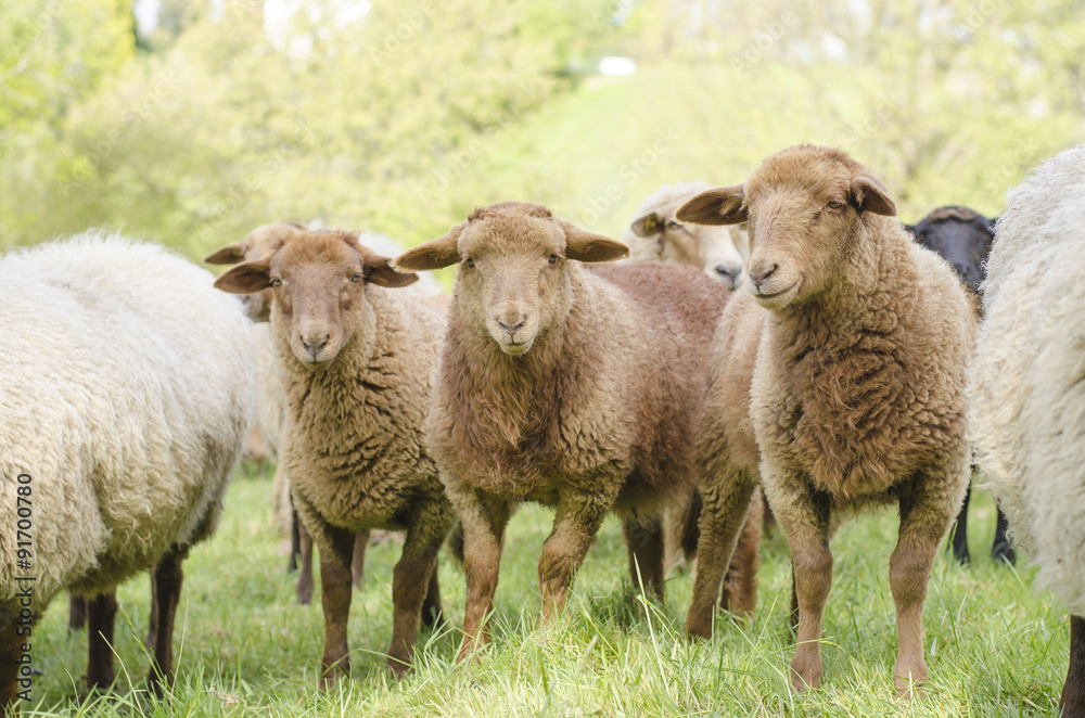 Three Young Sheep Three Young Sheep