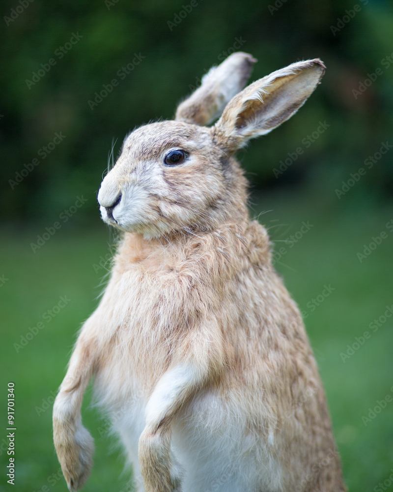 Fototapeta premium Hase 