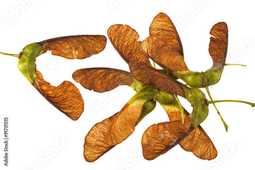 Maple seeds on a plain white background.