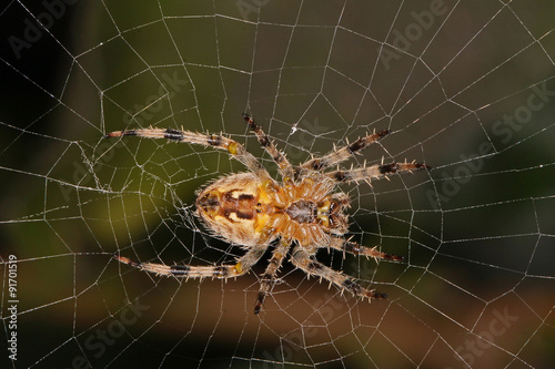 Close-up, macro photo of a spider sitting in its web.